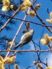 Cyanistes caeruleus