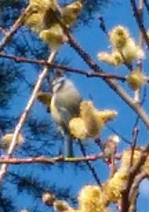 Cyanistes caeruleus