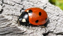 Coccinella septempunctata