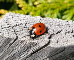 Coccinella septempunctata