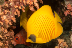 Chaetodon semilarvatus