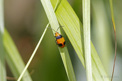 Aulacophora hilaris