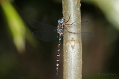 Austroaeschna christine