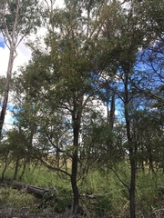 Acacia harpophylla