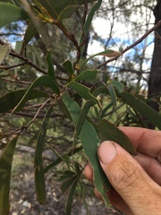 Acacia harpophylla