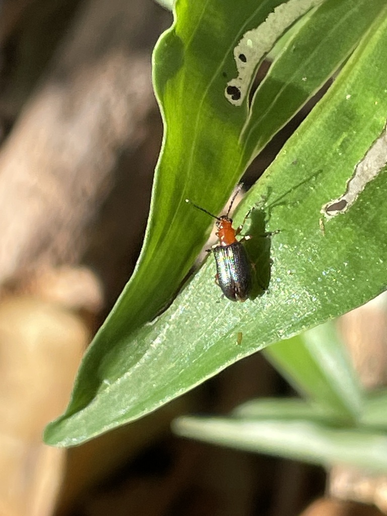 Oulema cornuta