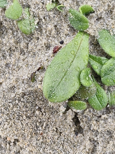 Myosotis antarctica, photograph 6