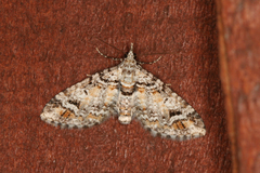 Eupithecia albibasalis