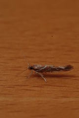 Pyroderces argyrogrammos