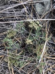 Lomatium macrocarpum
