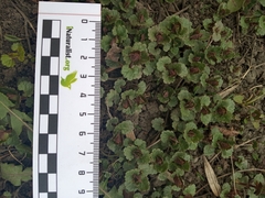Glechoma hederacea