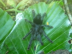 Avicularia