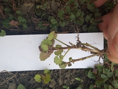 Glechoma hederacea