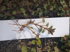 Glechoma hederacea