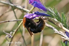 Bombus bellicosus