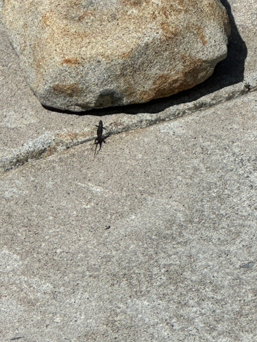 iNaturalist observation photo of Western Fence Lizard