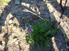 Echiostachys ecklonianus