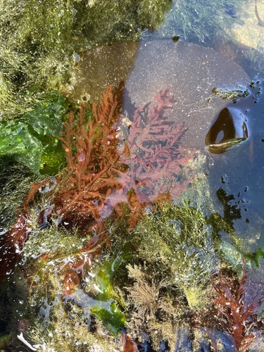 Delesseria decipiens observed 2026-05-19