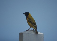 Ploceus melanocephalus