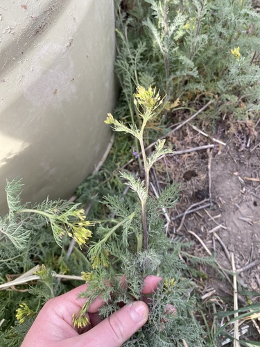 flixweed