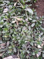 Cerastium holosteoides