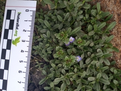 Cerastium holosteoides