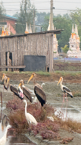 Painted Stork