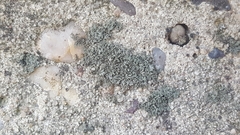 Phaeophyscia nigricans