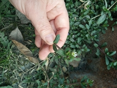 Cerastium holosteoides