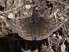 Erynnis juvenalis juvenalis