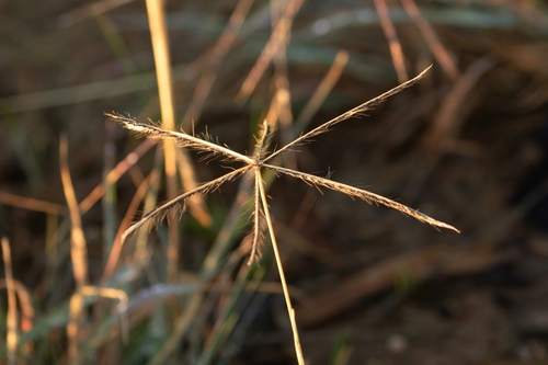 black windmill grass