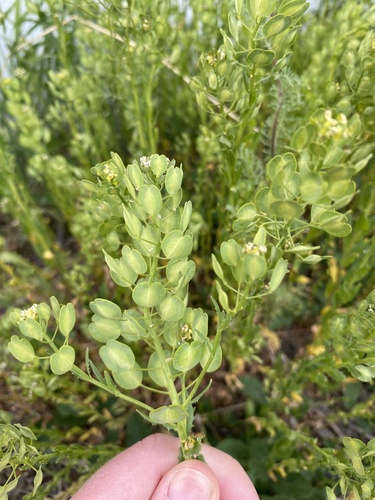 field penny-cress