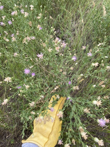 Russian knapweed