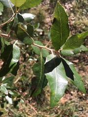 Quercus ilex