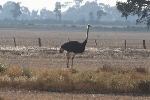Common Ostrich