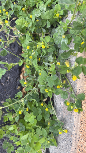 Black Medick