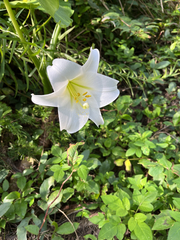 Lilium longiflorum: pôvod a využitie — fotografia 3
