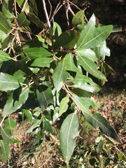 Quercus ilex