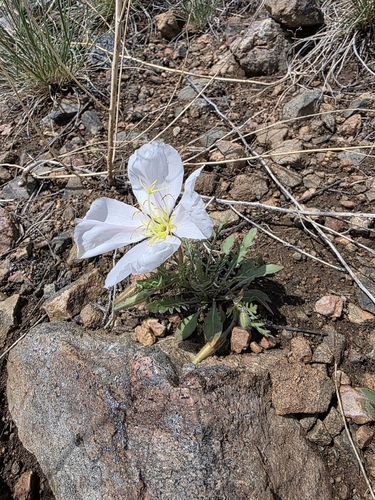 Oenothera albicaulis, photograph 3