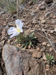 Oenothera albicaulis, photograph author not stated, no rights reserved