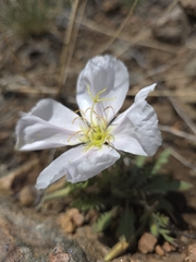 Oenothera albicaulis, photograph author not stated, no rights reserved