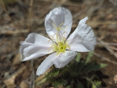 Oenothera albicaulis, photograph author not stated, no rights reserved