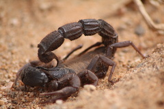 Parabuthus villosus