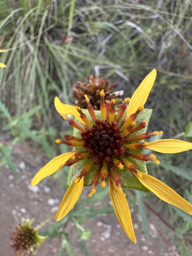 Tetragonotheca texana, photograph 4