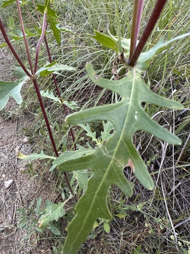 Tetragonotheca texana, photograph 5