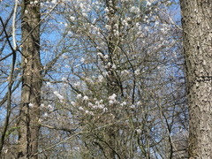 Amelanchier × lamarckii