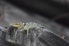 Sceloporus cyanogenys