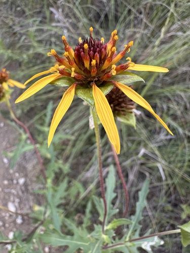 Tetragonotheca texana, photograph 6