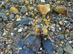 Phoneutria boliviensis