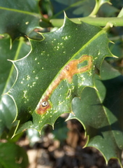 Phytomyza ilicis